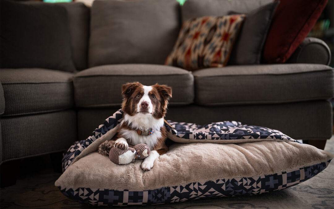Carolina Pet Co. Puts a Design-Forward Spin on Pet Beds, Bowls, Accessories